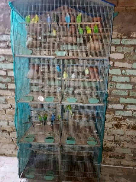 budgies or ring nack ky pair for sale 1