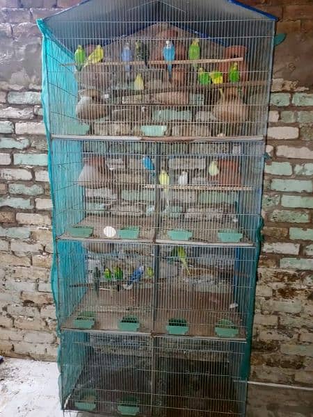 budgies or ring nack ky pair for sale 2