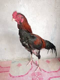 Sindhi Aseel Patha ready to breed