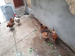 8+1 hens for sale with cage