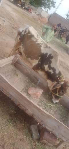 cow and wachi for sale