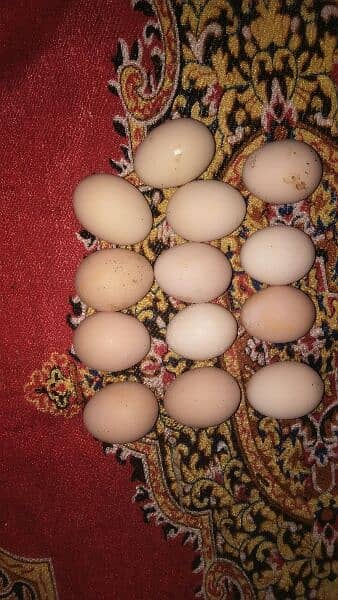 Japanese shamo Eggs & Chicks for sale 0