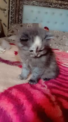 persian cats kitten 0