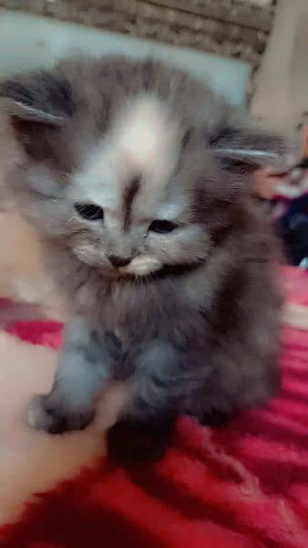 persian cats kitten 1