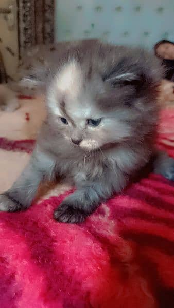 persian cats kitten 2
