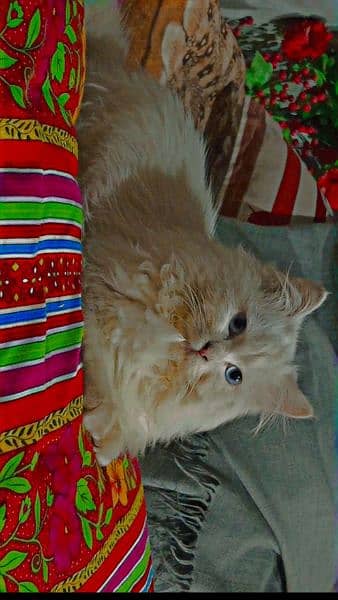 persian cat triple coat. blue eyes 1