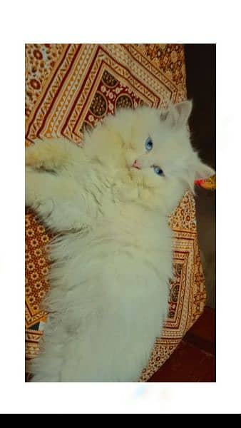 persian cat triple coat. blue eyes 2