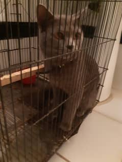 Male persian cat grey for urgent sale 0