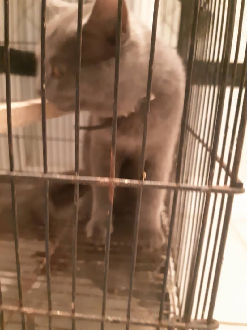 Male persian cat grey for urgent sale 1