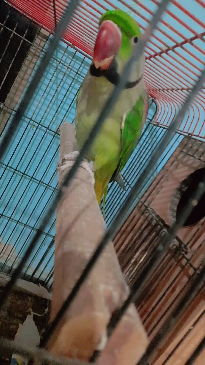 Kashmeri parrot 2