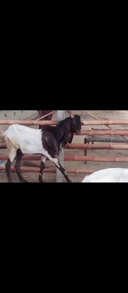 Bakra and Cow 1