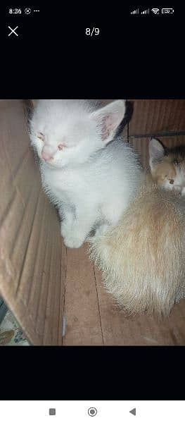 Persian kittens for sale 10