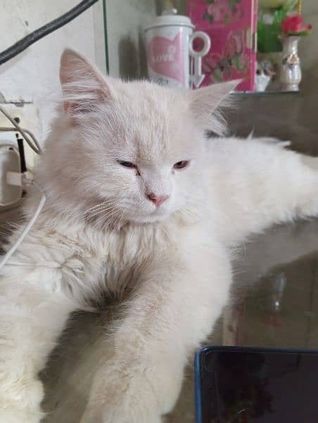 Male Persian Cat for Sale 7