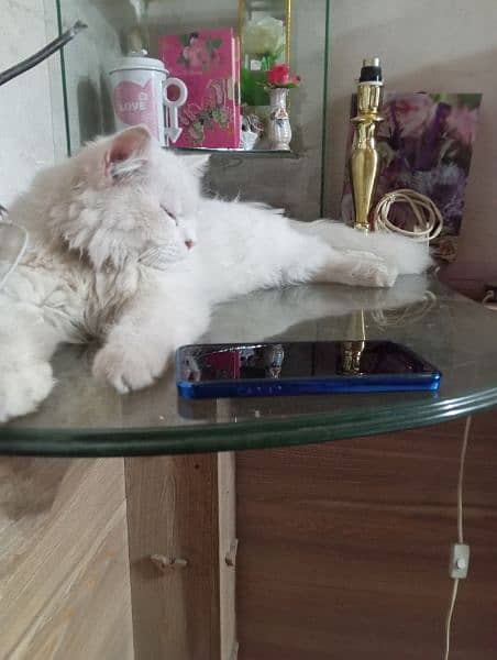 Male Persian Cat for Sale 8