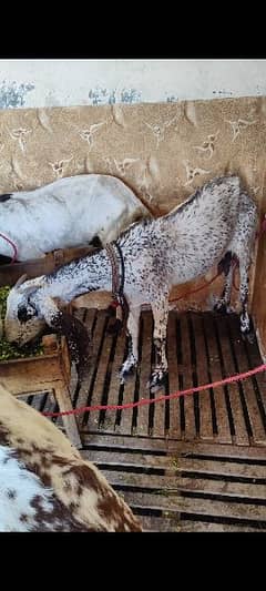 Goat Gabban Rajanpur and makhi cheeni Goat
