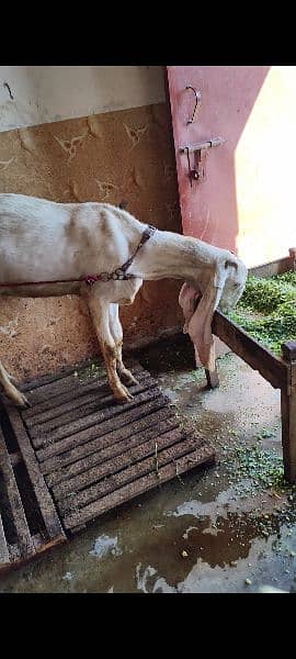 Goat Gabban Rajanpur and makhi cheeni Goat 1