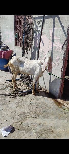 Goat Gabban Rajanpur and makhi cheeni Goat 2