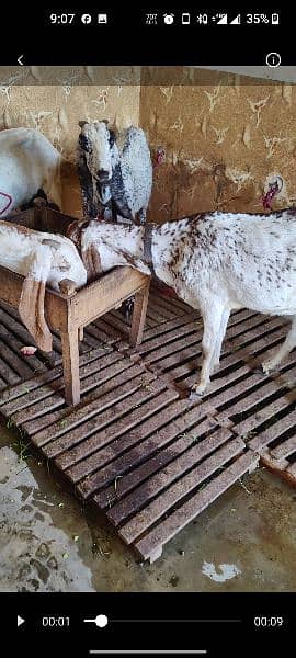 Goat Gabban Rajanpur and makhi cheeni Goat 3