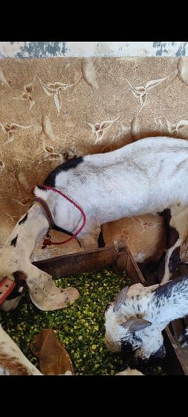 Goat Gabban Rajanpur and makhi cheeni Goat 4