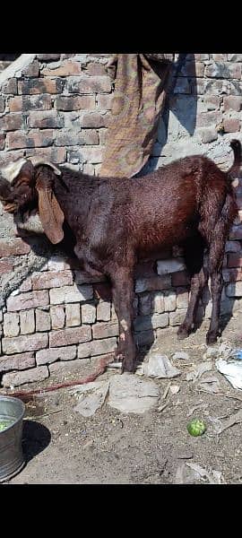 Goat Gabban Rajanpur and makhi cheeni Goat 5