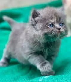 Grey high quality kittens available {0322-4130793} 0