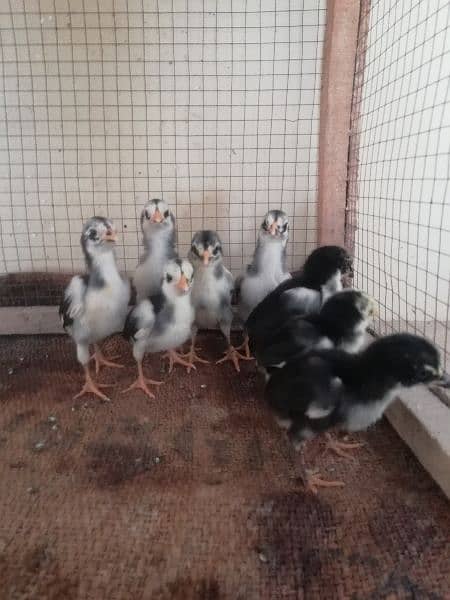 Aseel chicks available 1
