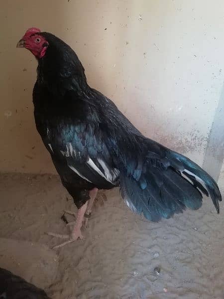 Aseel chicks available 2