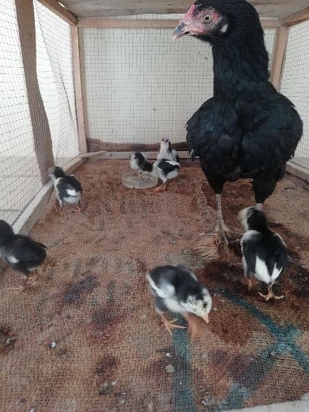 Aseel chicks available 4