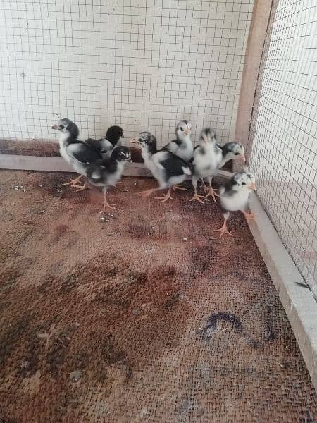 Aseel chicks available 5