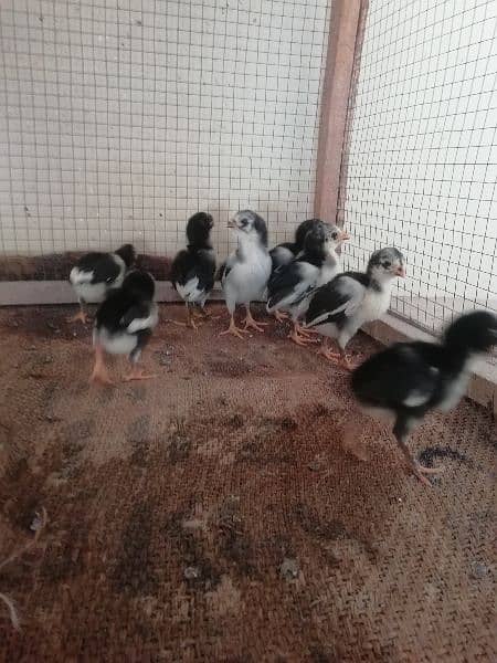 Aseel chicks available 6
