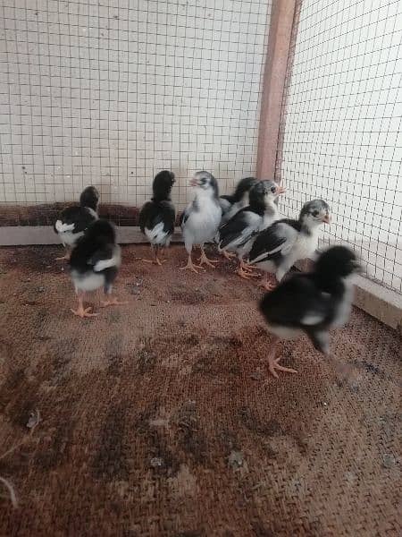 Aseel chicks available 7