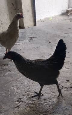 one Male chicken one chicken femile 0315-3915908