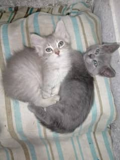 kittens 3 months