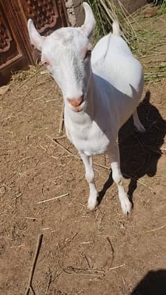Heavyweight Taida bakra/Goat for sale in Islamabad