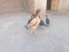 Pure Aseel chicks
