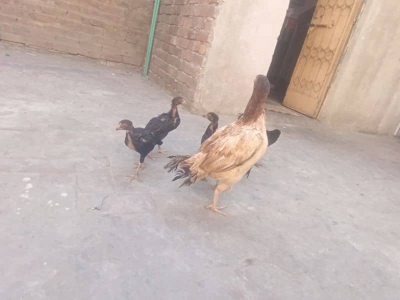 Pure Aseel chicks 1