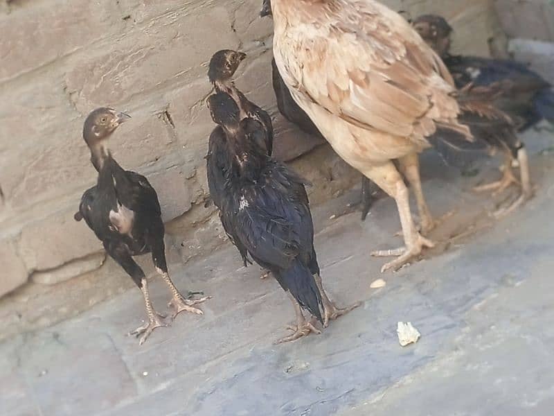 Pure Aseel chicks 5