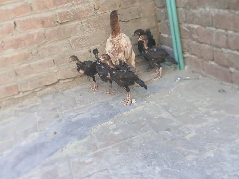 Pure Aseel chicks 6