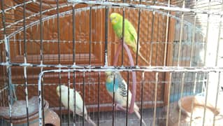 Eight Budgies for Sale