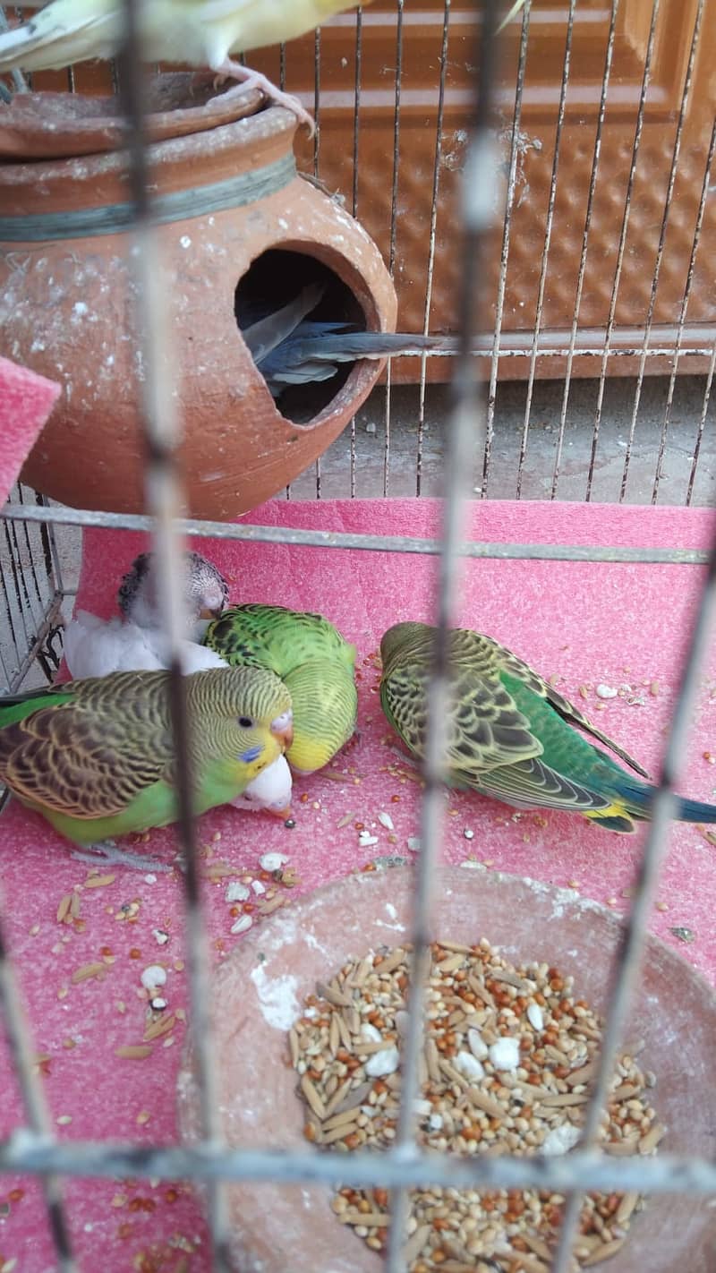 Eight Budgies for Sale 1