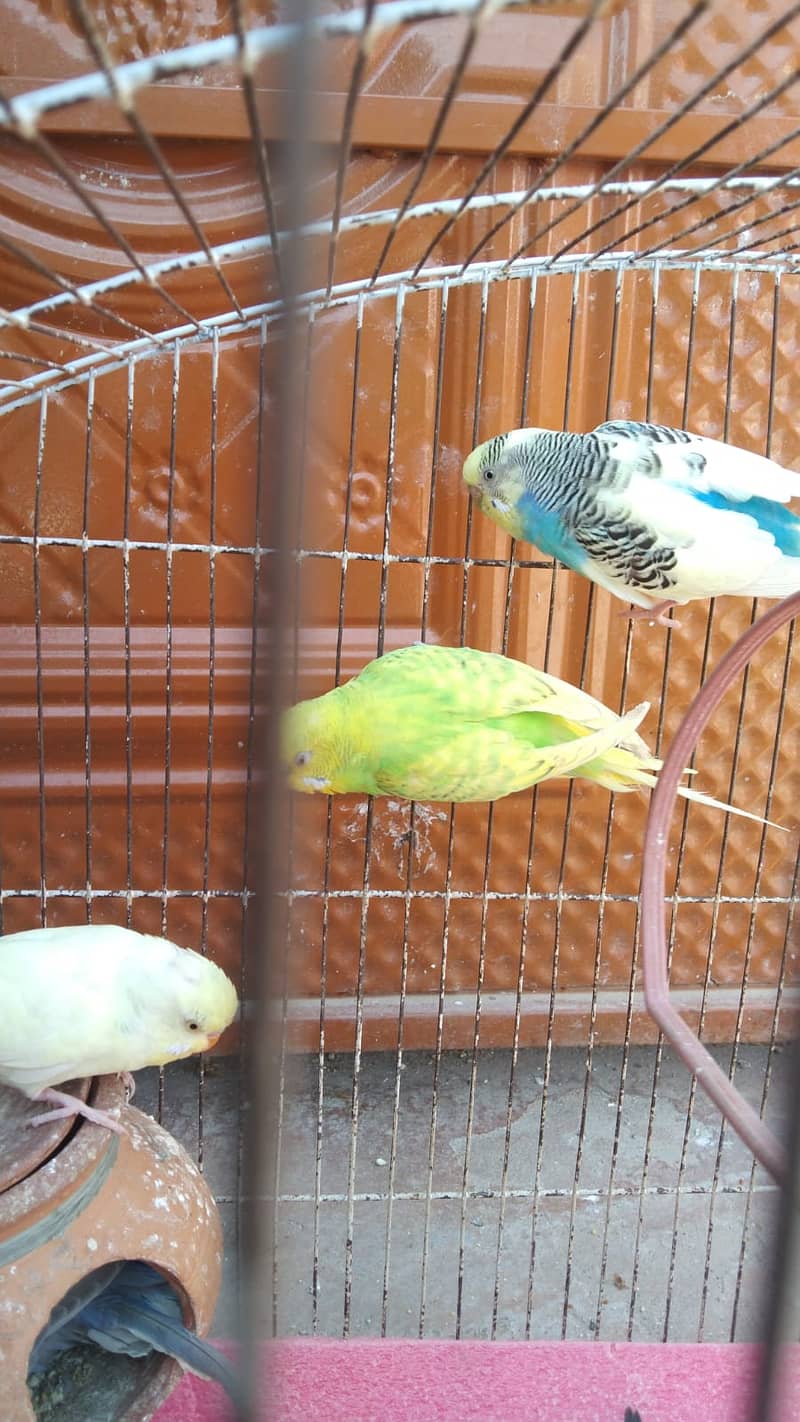 Eight Budgies for Sale 2