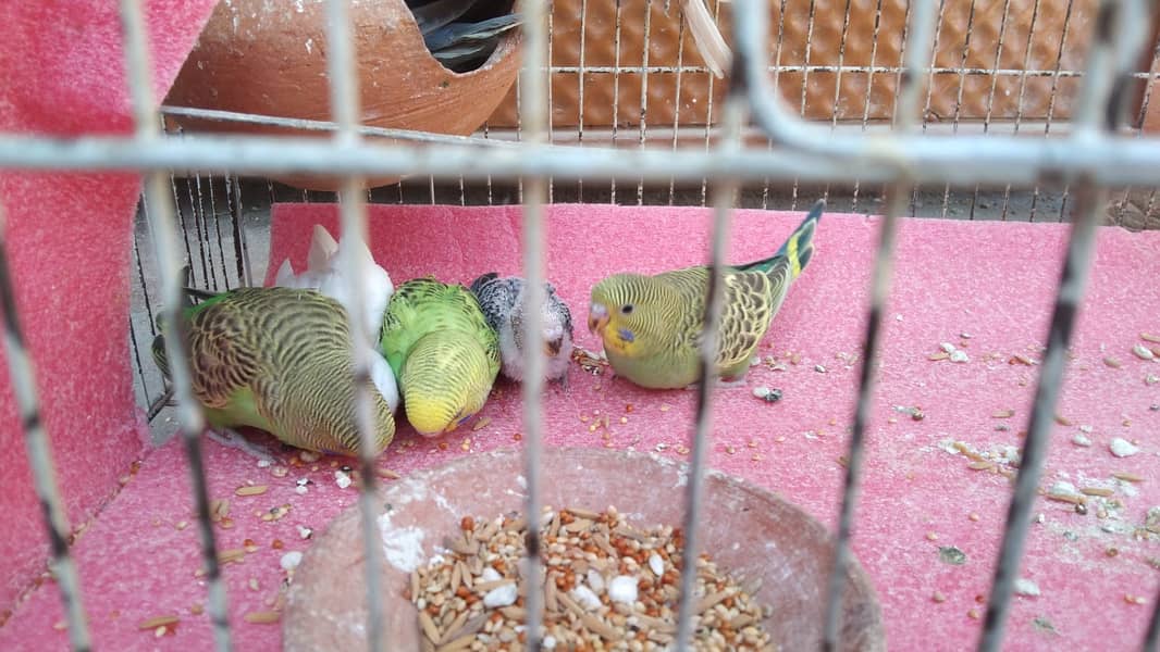 Eight Budgies for Sale 3