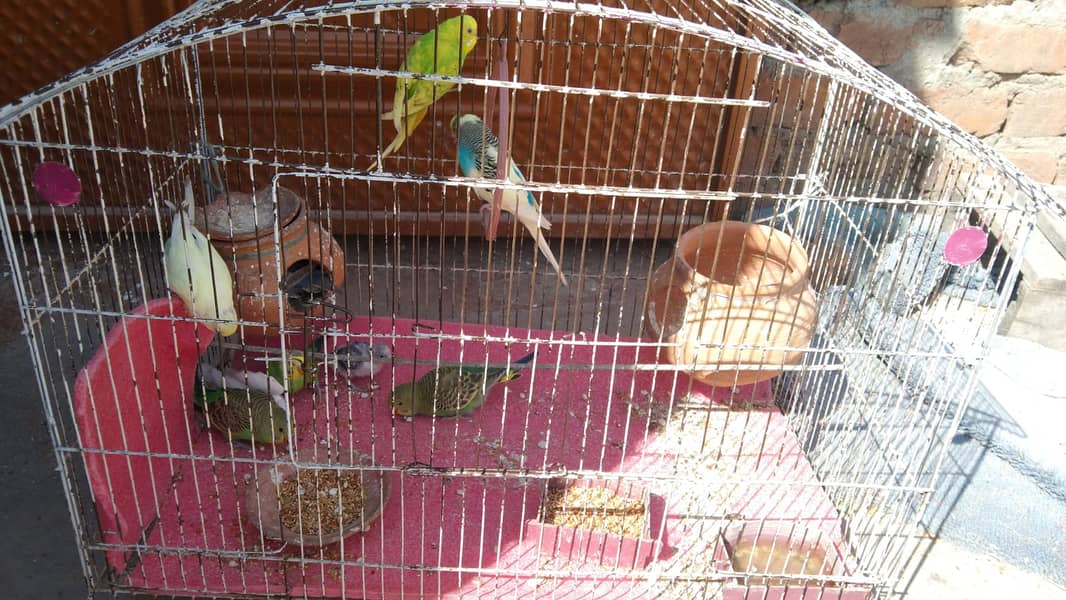 Eight Budgies for Sale 4