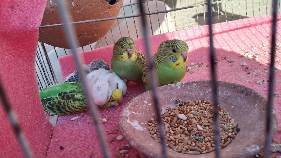 Eight Budgies for Sale 5