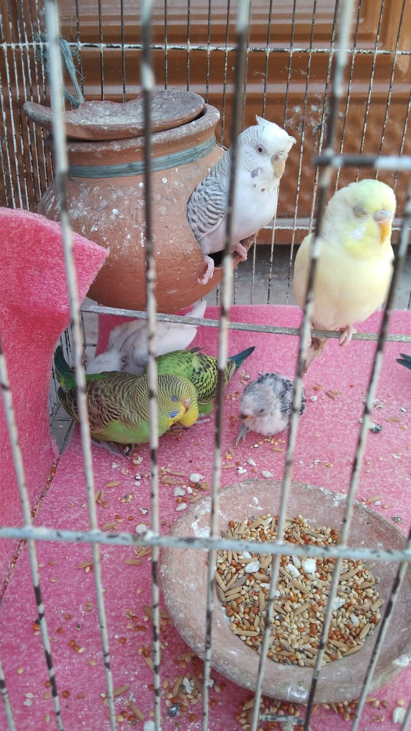 Eight Budgies for Sale 6