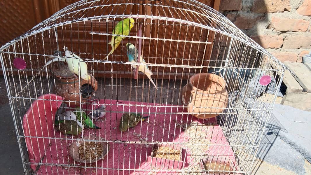Eight Budgies for Sale 7