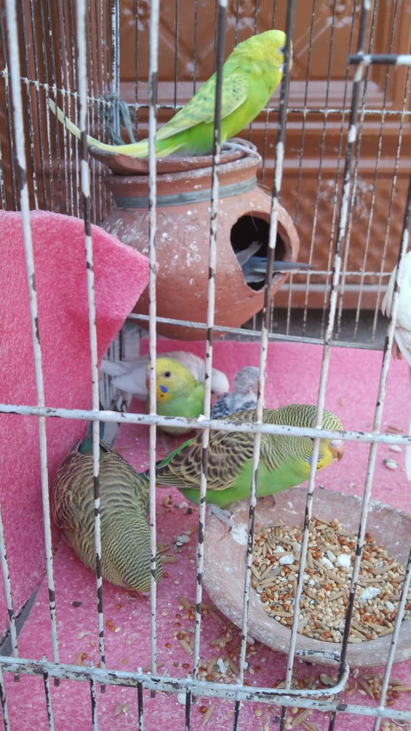 Eight Budgies for Sale 8