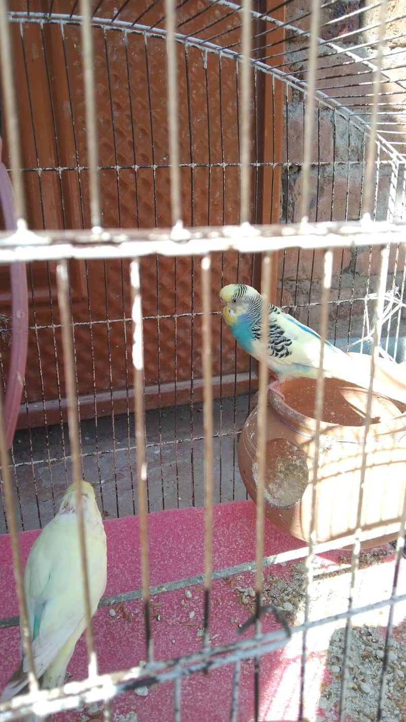 Eight Budgies for Sale 9