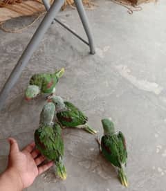 Parrots for sale 3267197094