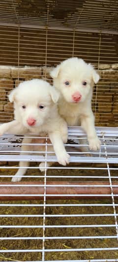 Russian dog | Russian pupsies | Dogs for sale